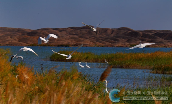疏勒河中游濕地候鳥飛翔